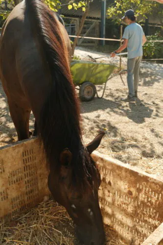 Horse care