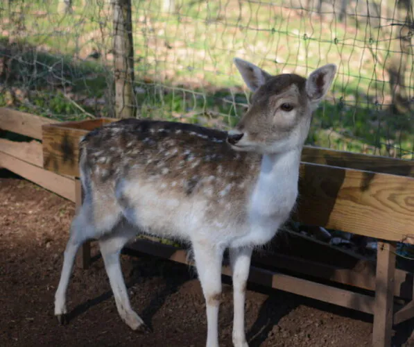 Animal care