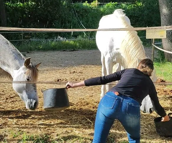 horse care
