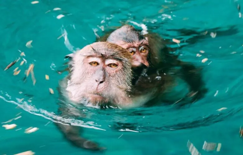 two monkeys swimming in water